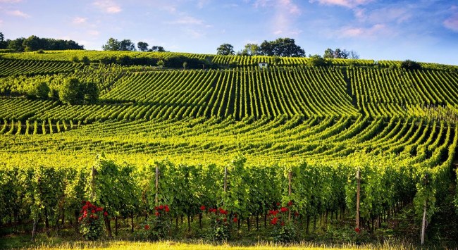 阿爾薩斯產區(qū)2 阿爾薩斯產區(qū)2